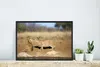 MuchoWow® MuchoWow® Gerahmtes Poster Löwe - Tiere - Afrika Produktbild-Vorschau 4