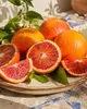 Citrus sinensis Sanguinello 120–140 cm – drzewko pomarańczy Podgląd zdjęcia produktu 3