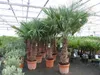 45L Trachycarpus Fortunei Palme , winterhart 200 - 250 cm Produktbild-Vorschau 4