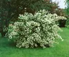 Philadelphus coronarius, Duftjasmin, weiß, 40–60 cm Produktbild-Vorschau 12