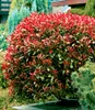 A vibrant Photinia 'Red Robin' hedge plant in a garden setting, surrounded by other greenery and a paved path. Produktbild-Vorschau