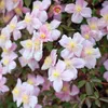 2 x  Waldrebe montana  - Clematis montana 'Mayleen'  | Produktbild-Vorschau 1