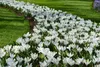 500 Blumenzwiebeln - Großblumige weiße Krokusse Jeanne Produktbild-Vorschau 1