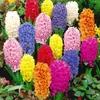 Blumenzwiebel Dünger Für Tulpen Narzissen Krokusse Zwiebeln Produktbild-Vorschau 4