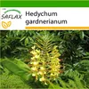 SAFLAX - Obří - motýl květina - Hedychum gardnerianum - 10 Náhled obrázku produktu 8