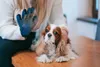 Handschuh Zum Kämmen Hundesalonmassage Kämmhandschuh für Produktbild-Vorschau 11