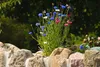 SAFLAX Set regalo - Fiordaliso blu - 27000 semi - Centaurea Anteprima dell’immagine prodotto 7