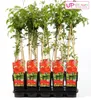 2 x  Flamingo-Strahlengriffel - Actinidia kolomikta  | Produktbild-Vorschau 2