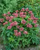 Große Sterndolde Rosensinfonie, im Topf - Astrantia major Produktbild-Vorschau 1