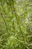 Salix matsudana 'Tortuosa', Korkenzieher-Weide, 60–100 cm Produktbild-Vorschau 1