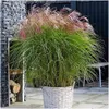 Stauden Gänge 1 x Miscanthus sinensis 'Red Cloud®' im 1 Produktbild-Vorschau 1