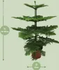 Araucaria Heterophylla Anteprima dell’immagine prodotto 2