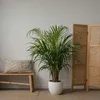 Zimmerpalmen-Mix - 2 Stk - Chamaedorea, Dypsis - Höhe Produktbild-Vorschau 4