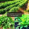 Ruban de semis de 5 m de graines de roquette (Eruca sativa) Voir les images du produit 5