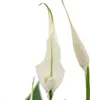 Spathiphyllum, foglia singola, "Sweet Chico", vaso 13cm Anteprima dell’immagine prodotto 2