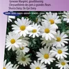 Marguerites d'Alaska, graines de fleurs à grandes fleurs – Voir les images du produit 2