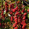 A close-up view of branches laden with bright red berries, with green leaves visible. Produktbild-Vorschau