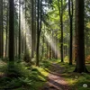 Dufte Momente Ätherisches Öl 10ml "Deutscher Wald" | 100% Produktbild-Vorschau 2