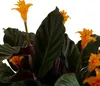 Bloomique - Calathea Crocata - Eternal Flame - Roślina Podgląd zdjęcia produktu 4