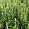 6 x Rosmarinus officinalis | Pot 9 cm x 9 cm Voir les images du produit 1