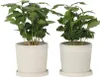 Kaffeepflanze - 2 Stk - Coffea arabica - Höhe 25-40cm - Produktbild-Vorschau 6
