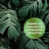 LERAVA® Dünger Zimmerpflanzen - 800g x 2 - Produktbild-Vorschau 4