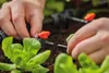 Gardena Pokládka rúr 13 mm 1346 Náhľad obrázku produktu 20