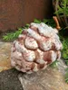 Christbaumkugel Zapfen Mikana 10 cm, hellbraun Produktbild-Vorschau 1