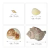 Relaxdays Decoratieset met schelpen, XL-mix met grote Productafbeelding-voorbeeld 4