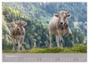 Allgäuer Rindvieh 2027 (Wandkalender 2027 DIN A2 quer), Produktbild-Vorschau 9