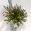 Abelia grandiflora 'Sherwood'  – abelia | 25–30 cm v Náhľad obrázku produktu 3