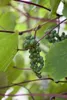 Vitis vinifera coignetiae, Zierwein, 60–100 cm Produktbild-Vorschau 3