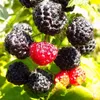 Black Jewel Schwarze Himbeere aromatisch hoher Ertrag süß Produktbild-Vorschau 2