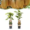 Actinidia Weiki & Hayward - Kiwi planta - 1 Macho - 1 Vista previa de la imagen del producto 1
