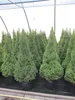 Picea glauca Conica - Zuckerhutfichte Conica - 100-120cm Produktbild-Vorschau 3