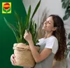 Terre pour Plantes Vertes - Monstera 5L - Écologique - Voir les images du produit 7