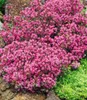 BALDUR Garten 18x Winterhart Bodendecker-Thymian, Pflanzen Produktbild-Vorschau 2
