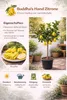 Buddhas Hand Zitrone 130–170 cm Citrus Pflanze exotisch, Produktbild-Vorschau 2
