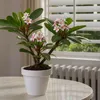 Plumeria czerwona Frangipani + pokarm roślinny - Wysokość Podgląd zdjęcia produktu 4