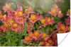 MuchoWow® Poster Rosa und orangefarbene Alstroemerias Produktbild-Vorschau 1
