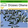 SAFLAX - Drzewo Oliwne - 20 Nasiona - Z podłożem uprawowym Podgląd zdjęcia produktu 10