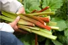 Hands holding a bunch of freshly harvested rhubarb stalks in a garden setting. Produktbild-Vorschau