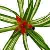 Mini Guzmania Trio - Zestaw 3 kolorowych bromelii w 3 Podgląd zdjęcia produktu 8