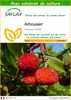 SAFLAX  - Arbousier - 50 graines - Avec substrat - Arbutus Voir les images du produit 1