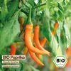 Samenliebe  Paprika Samen | Tequila Sunrise - orange & süß Produktbild-Vorschau 4