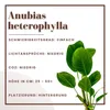 Aquarium Pflanze Anubias heterophylla Wasserpflanzen Produktbild-Vorschau 2