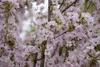 Prunus serrulata 'Amanogawa', Japanische Säulenkirsche, Produktbild-Vorschau 4