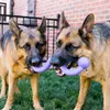 Kong Ogee Tpr Foam Stick Floating Assorted Voir les images du produit 5