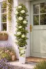 Kletterrose Crazy in Love Vanille 50-70 cm – duftende, Produktbild-Vorschau 1