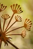 Gartenstecker Pusteblume aus Edelrost Metall Rost Produktbild-Vorschau 5